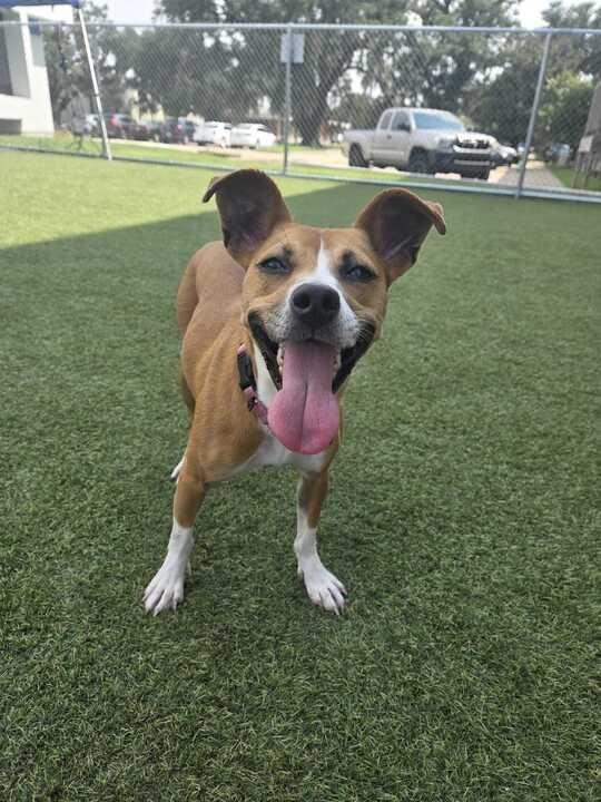 Copper