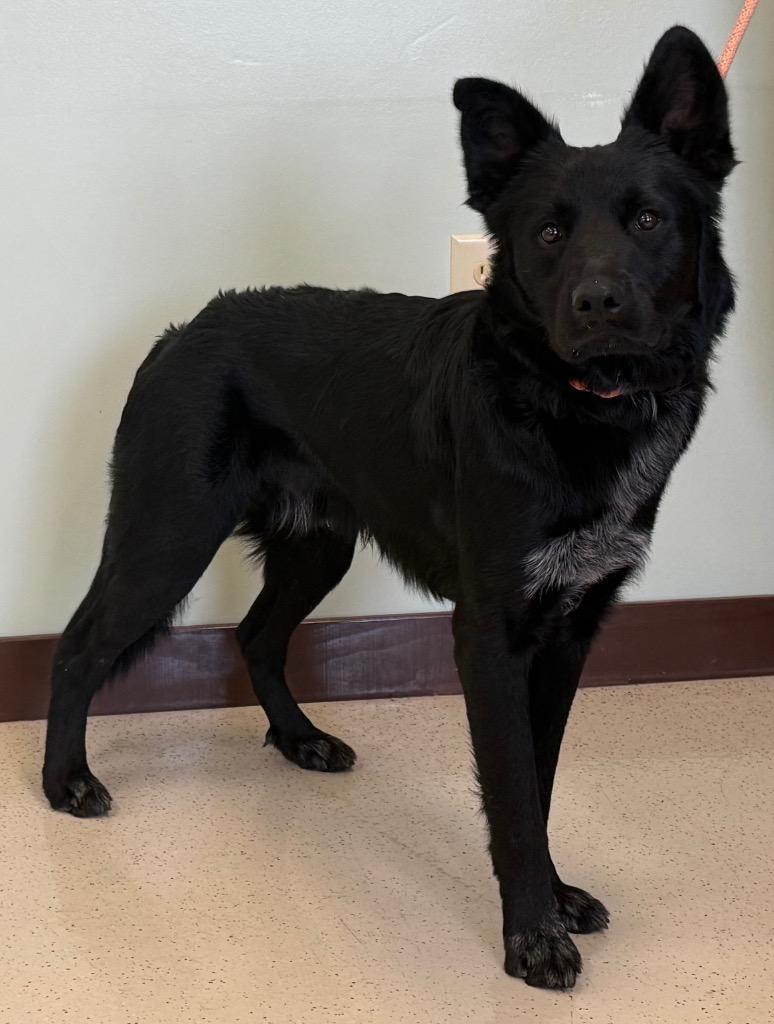 Diesel, an adopted mixed breed in Amery, WI image 4/4