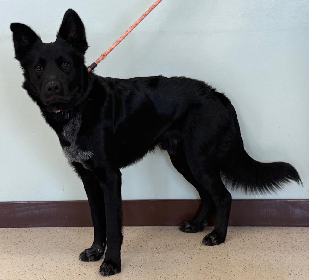 Diesel, an adopted mixed breed in Amery, WI image 3/4