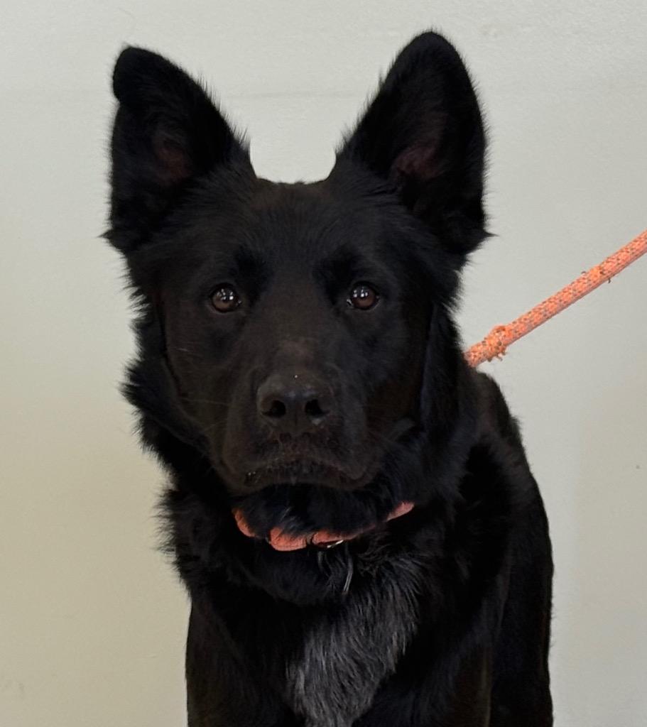 Diesel, an adopted mixed breed in Amery, WI image 1/4