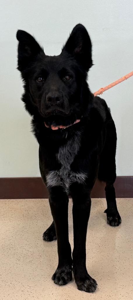 Diesel, an adopted mixed breed in Amery, WI image 2/4