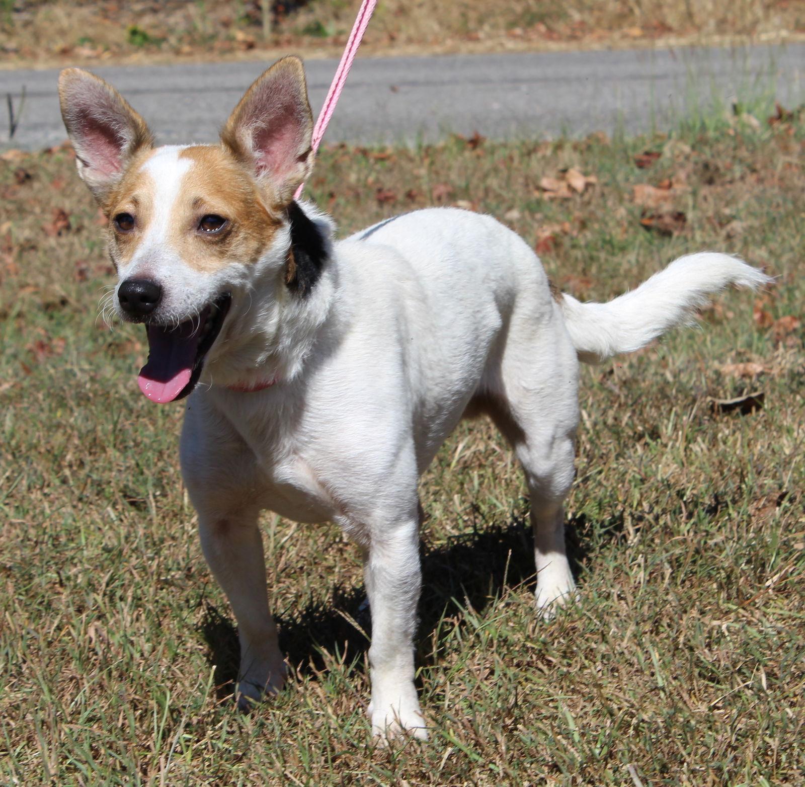 Enlarge Marley 33533, a Adoptable Jack Russell Terrier in Prattville, AL image 1/3