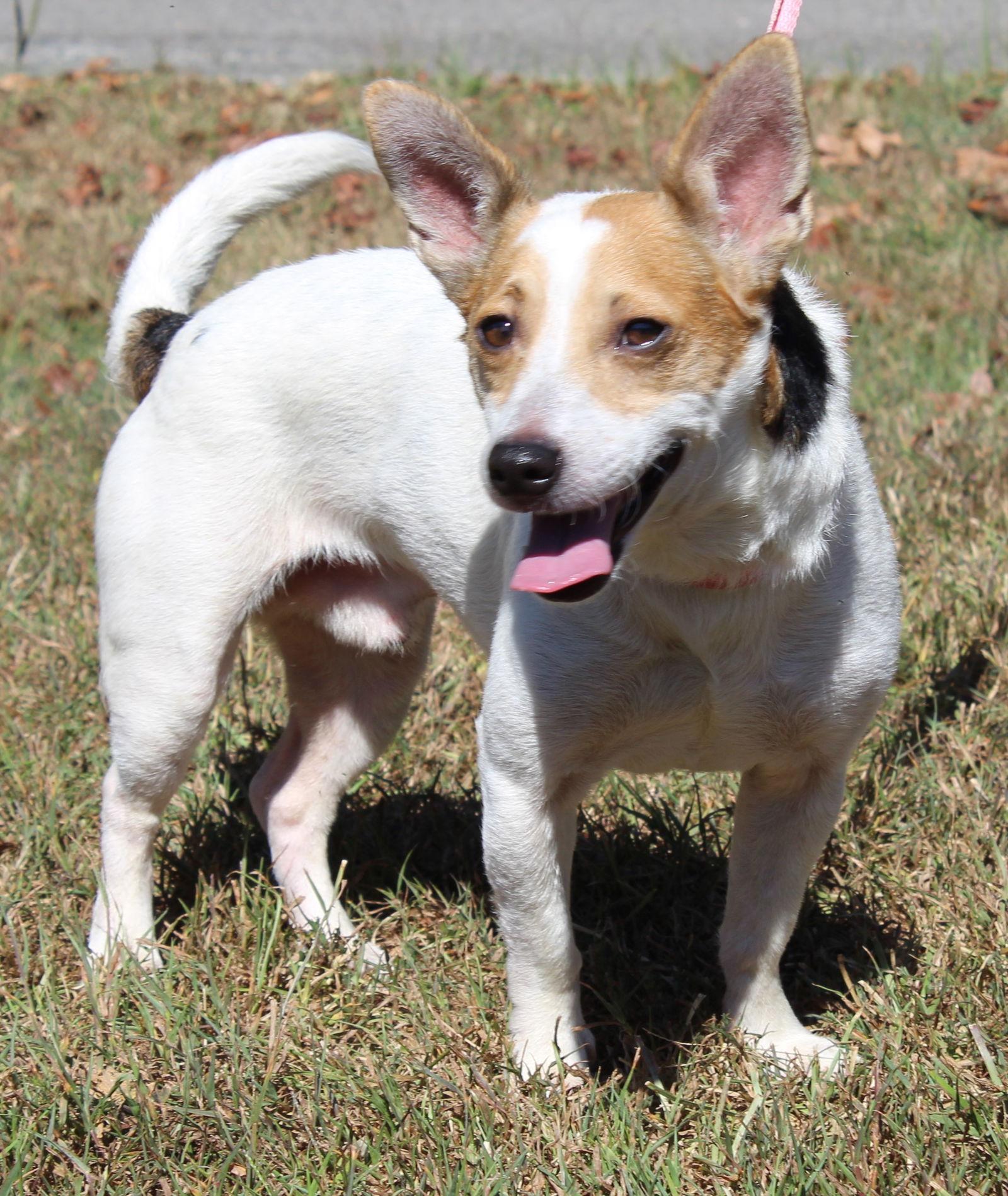 Enlarge Marley 33533, a Adoptable Jack Russell Terrier in Prattville, AL image 2/3