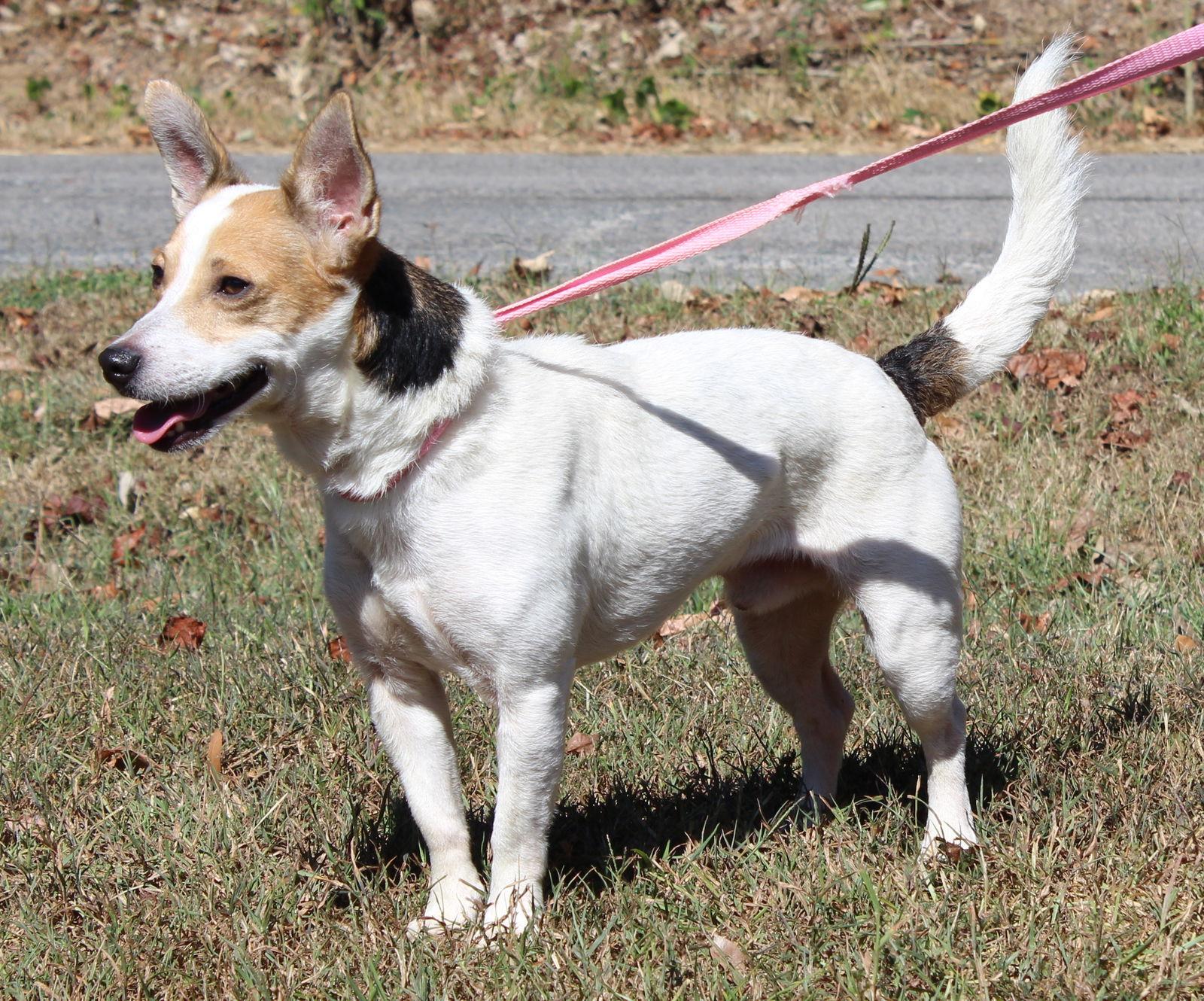 Marley 33533, Adoptable, Adult Male Jack Russell Terrier.
