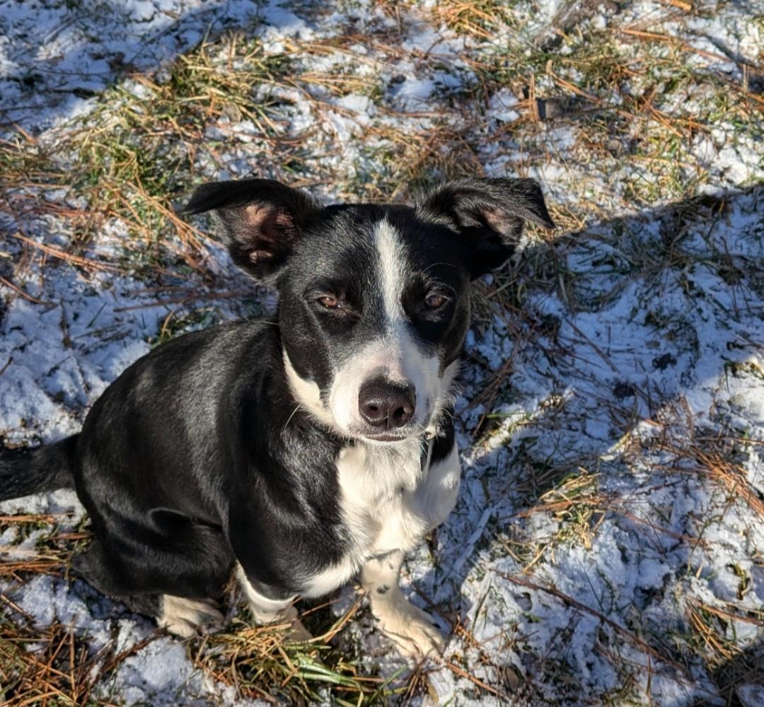 Eleanor , a ADOPTABLE mixed breed in Bend, OR image 1/6