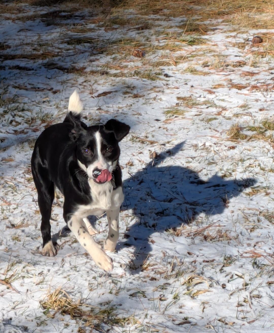 Eleanor , a ADOPTABLE mixed breed in Bend, OR image 5/6