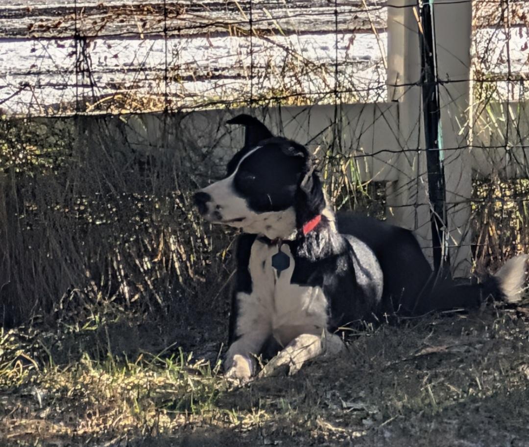 Eleanor , a ADOPTABLE mixed breed in Bend, OR image 2/6