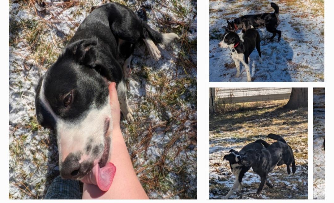 Eleanor , a ADOPTABLE mixed breed in Bend, OR image 6/6