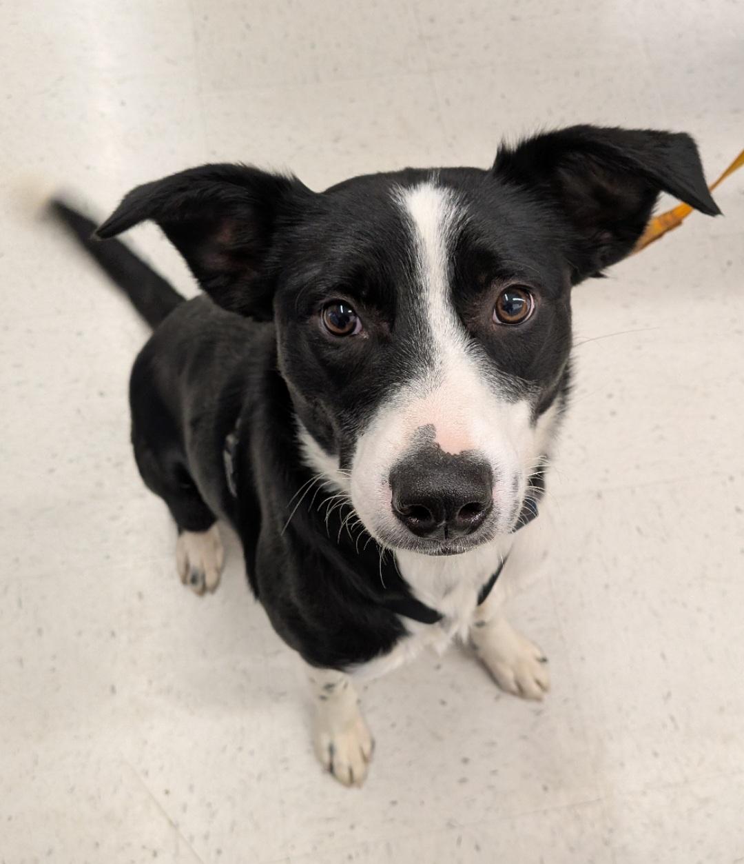 Eleanor , a ADOPTABLE mixed breed in Bend, OR image 3/6