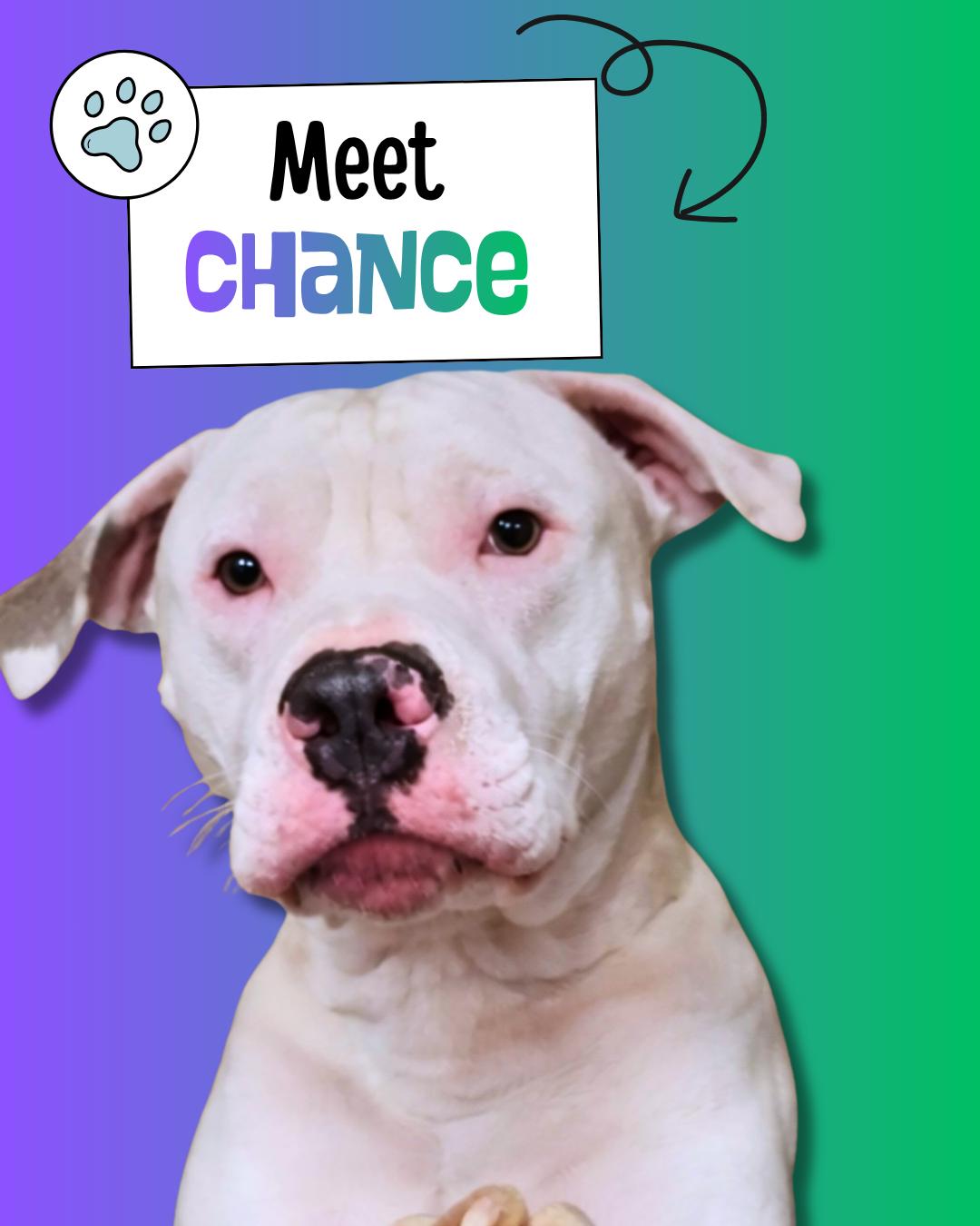 Chance, ADOPTABLE, Young Male American Staffordshire Terrier.