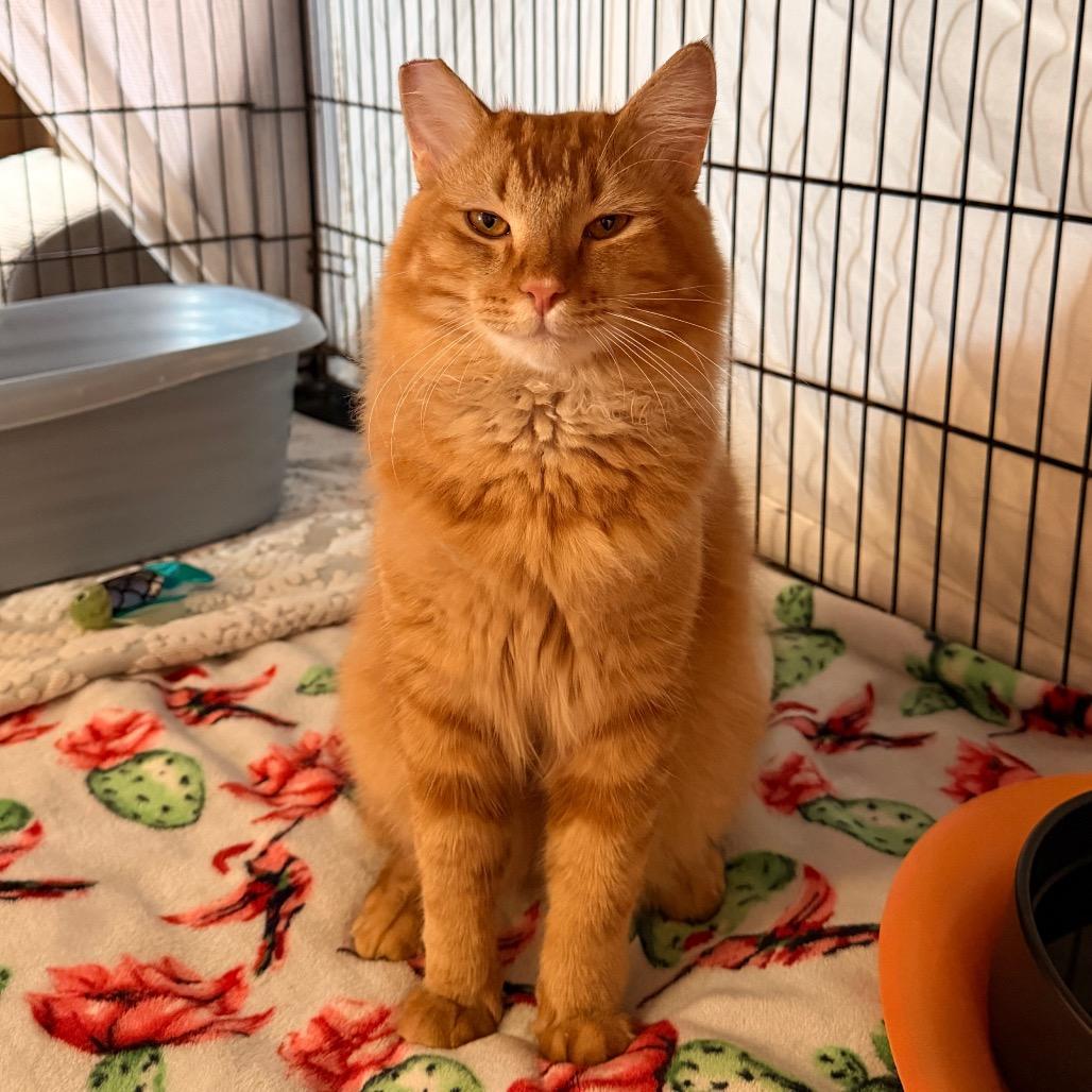 Blaze, Adoptable, Adult Male Domestic Long Hair.
