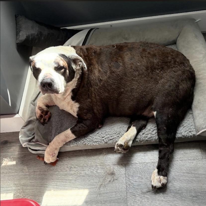 Enlarge Bella Bay, an adopted mixed breed in Philadelphia, PA image 2/4