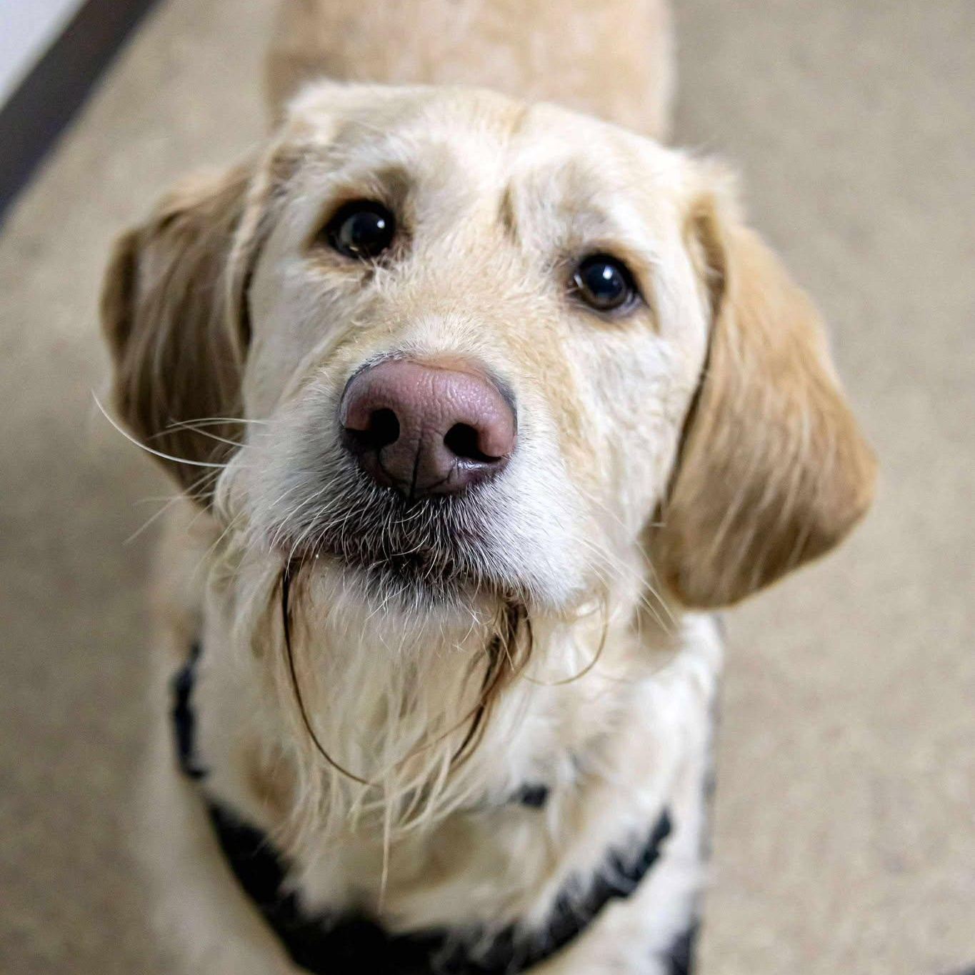 Enlarge Buddy, an adoptable mixed breed in Valparaiso, IN image 1/3