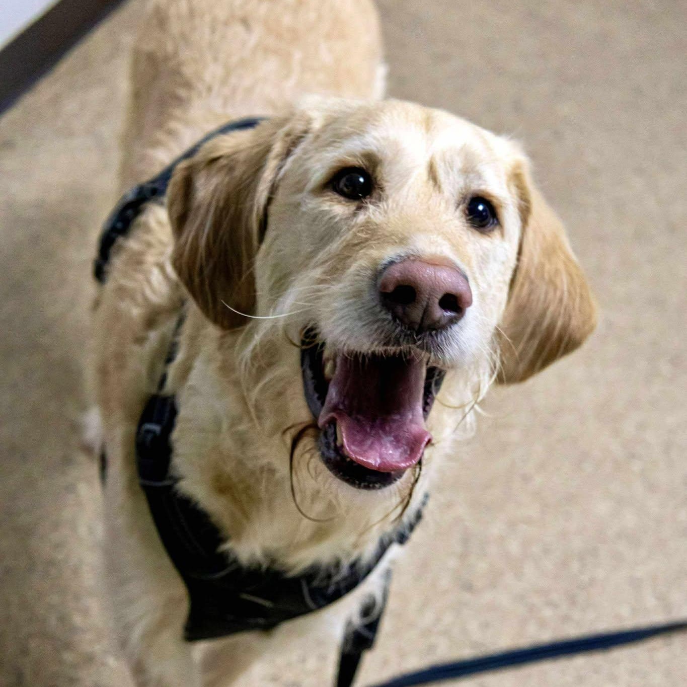 Enlarge Buddy, an adoptable mixed breed in Valparaiso, IN image 3/3
