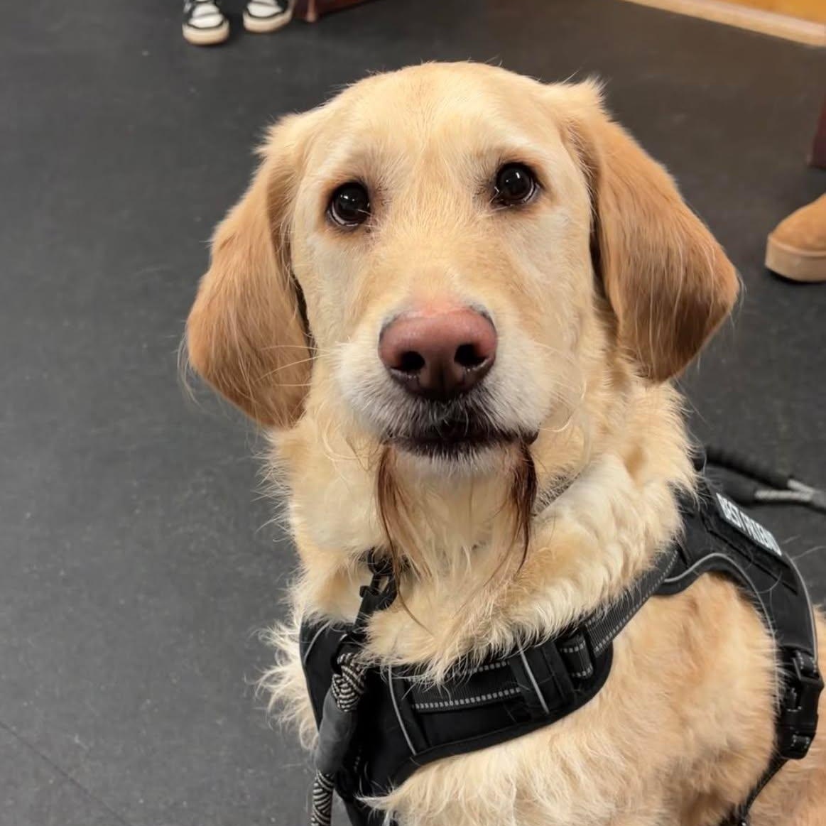 Enlarge Buddy, an adoptable mixed breed in Valparaiso, IN image 2/3