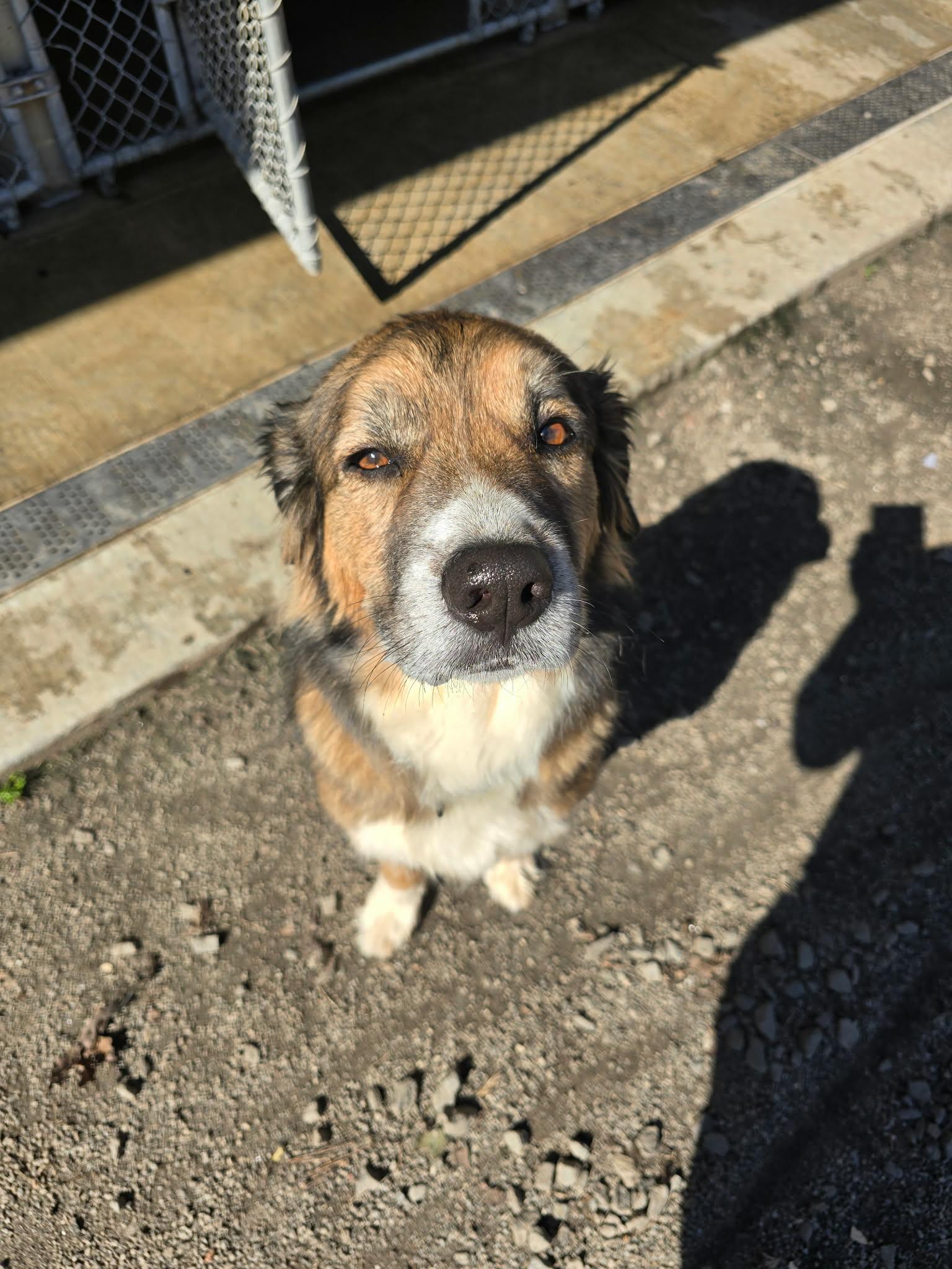 Jazmine, an adoptable mixed breed in Orange, VA image 5/6