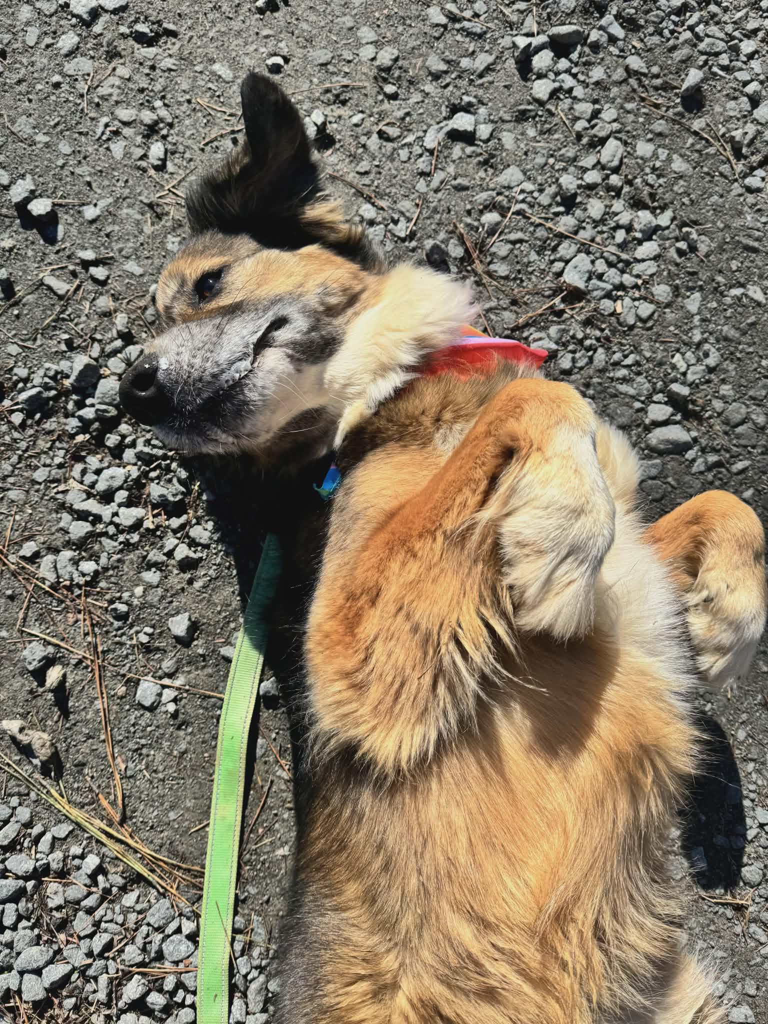 Jazmine, an adoptable mixed breed in Orange, VA image 2/6