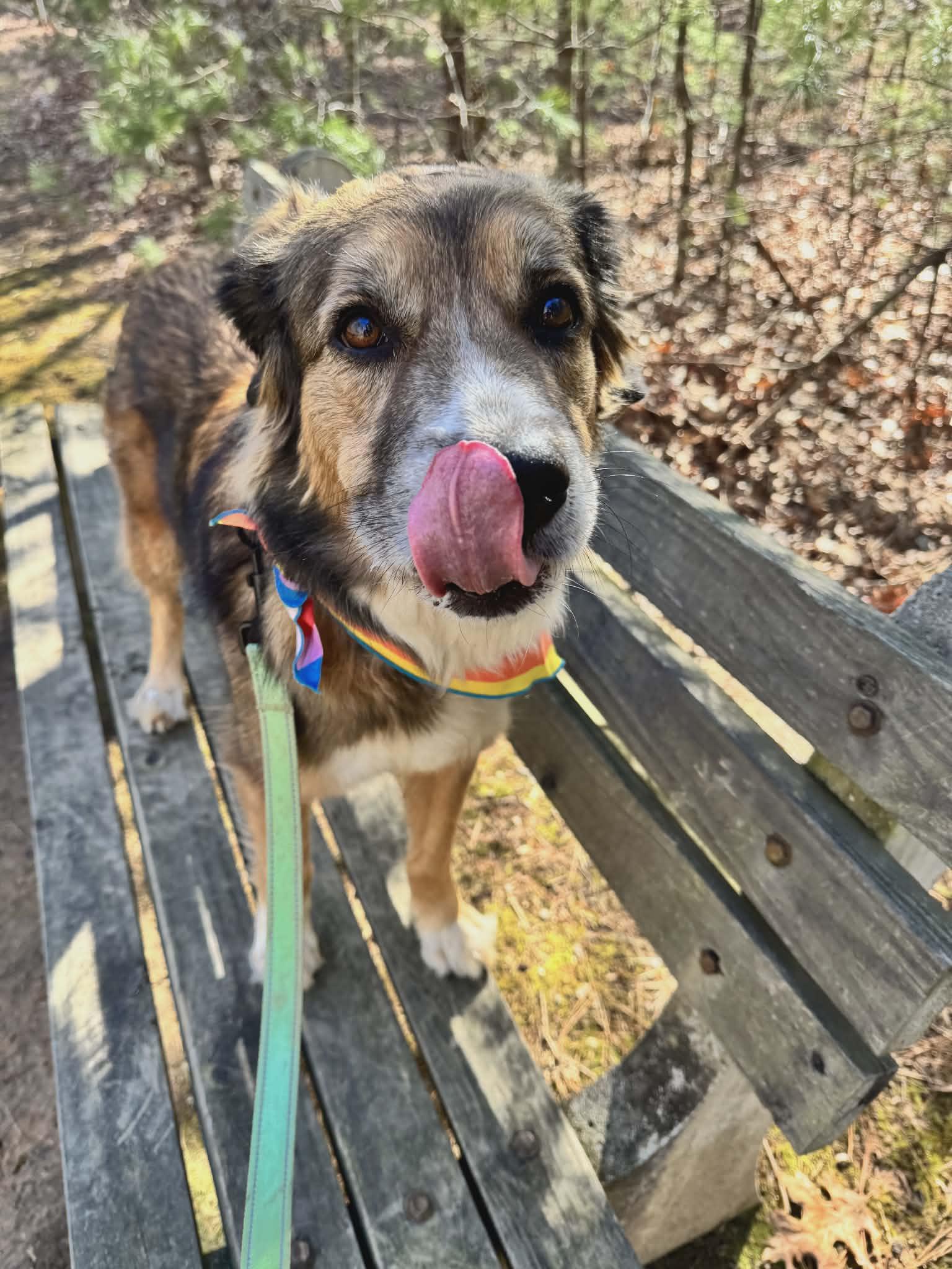 Jazmine, an adoptable mixed breed in Orange, VA image 3/6