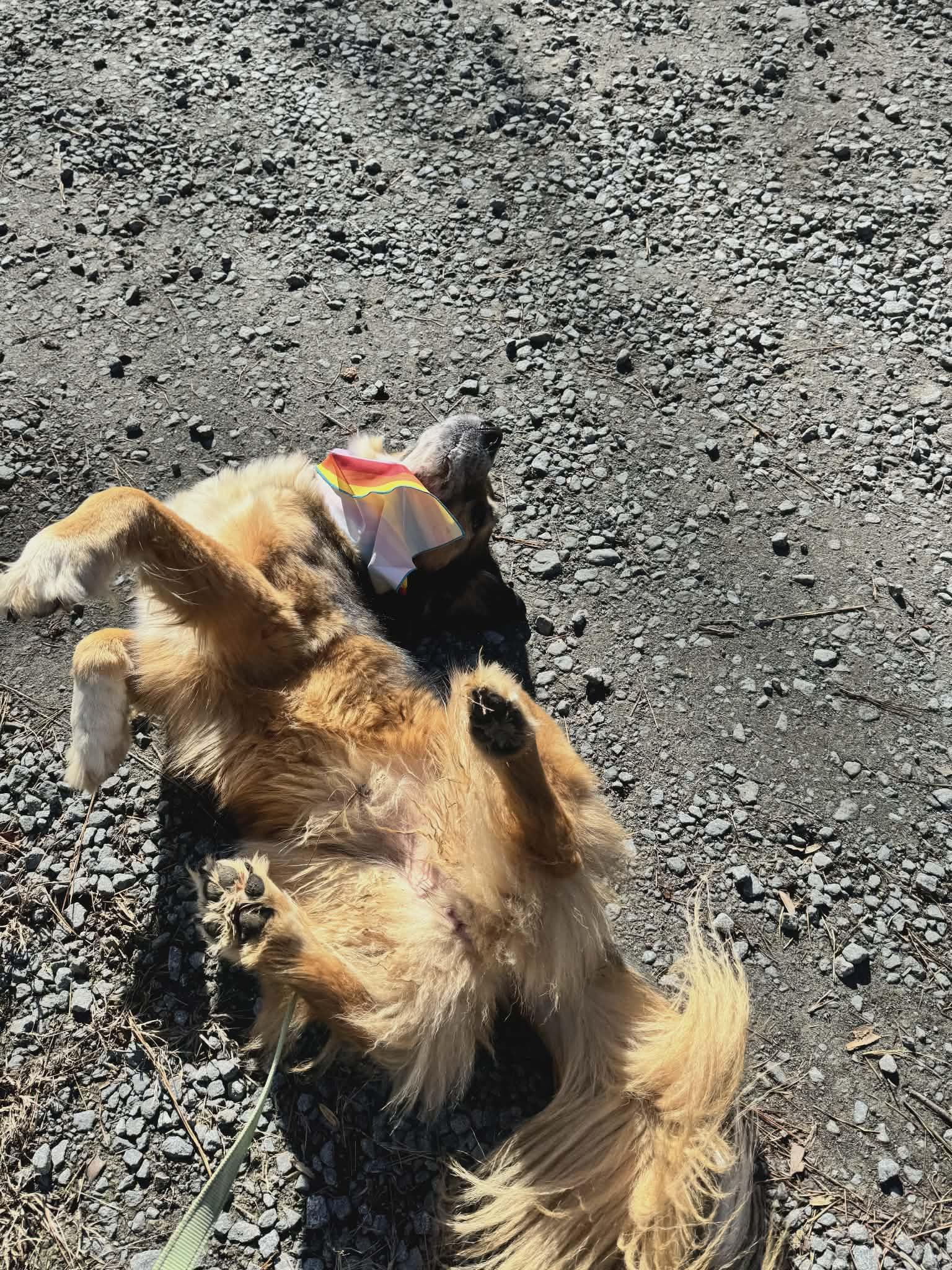 Jazmine, an adoptable mixed breed in Orange, VA image 4/6