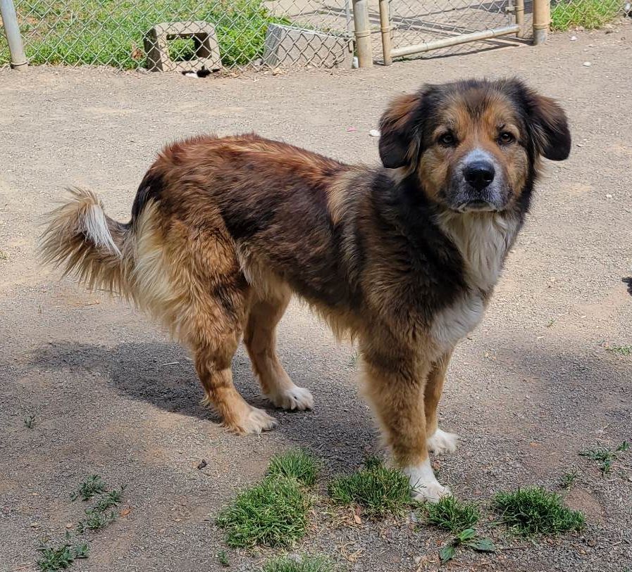 Enlarge Jazmine, an adoptable mixed breed in Orange, VA image 1/2