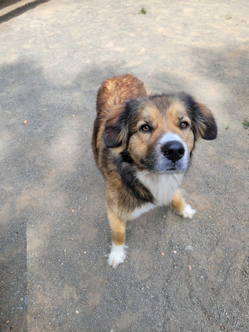 Enlarge Jazmine, an adoptable mixed breed in Orange, VA image 2/2