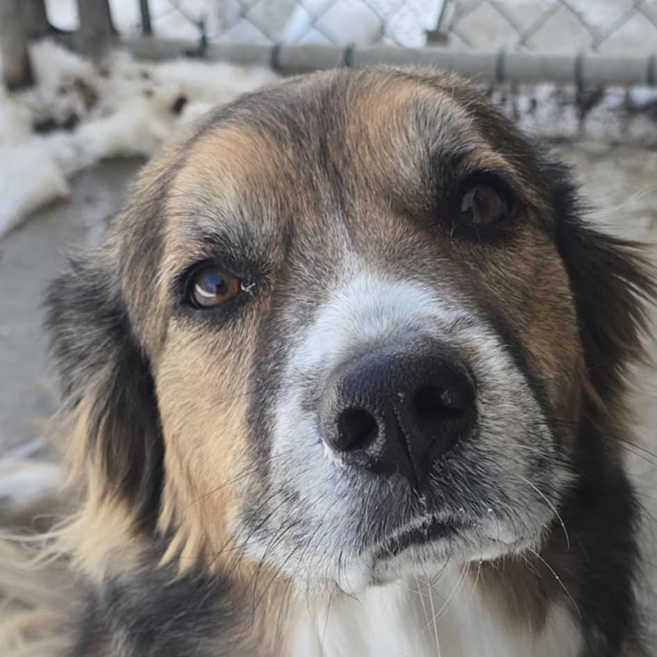 Jazmine, an adoptable mixed breed in Orange, VA image 6/6