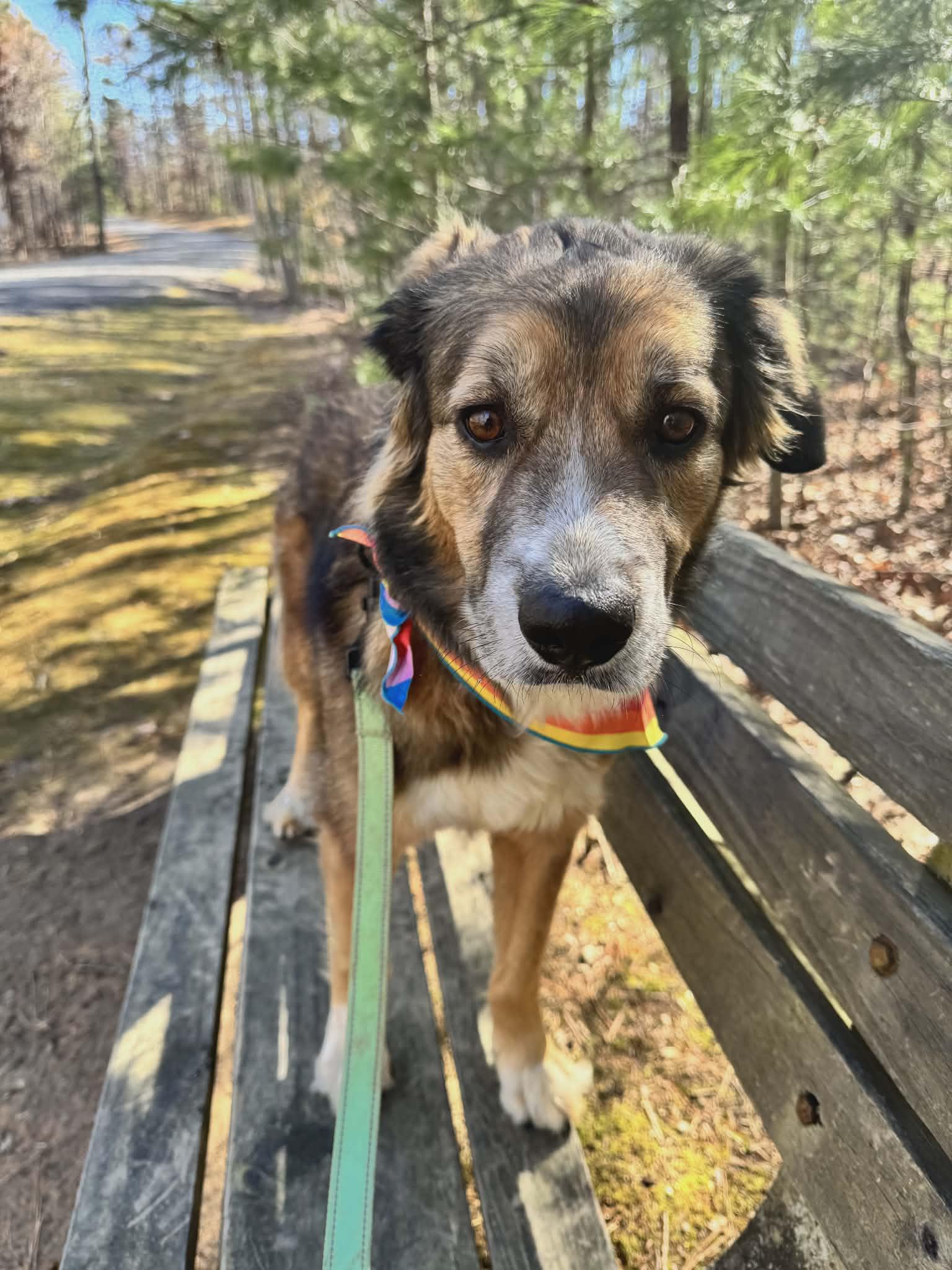 Jazmine, adoptable, Adult Female Shepherd & Retriever.