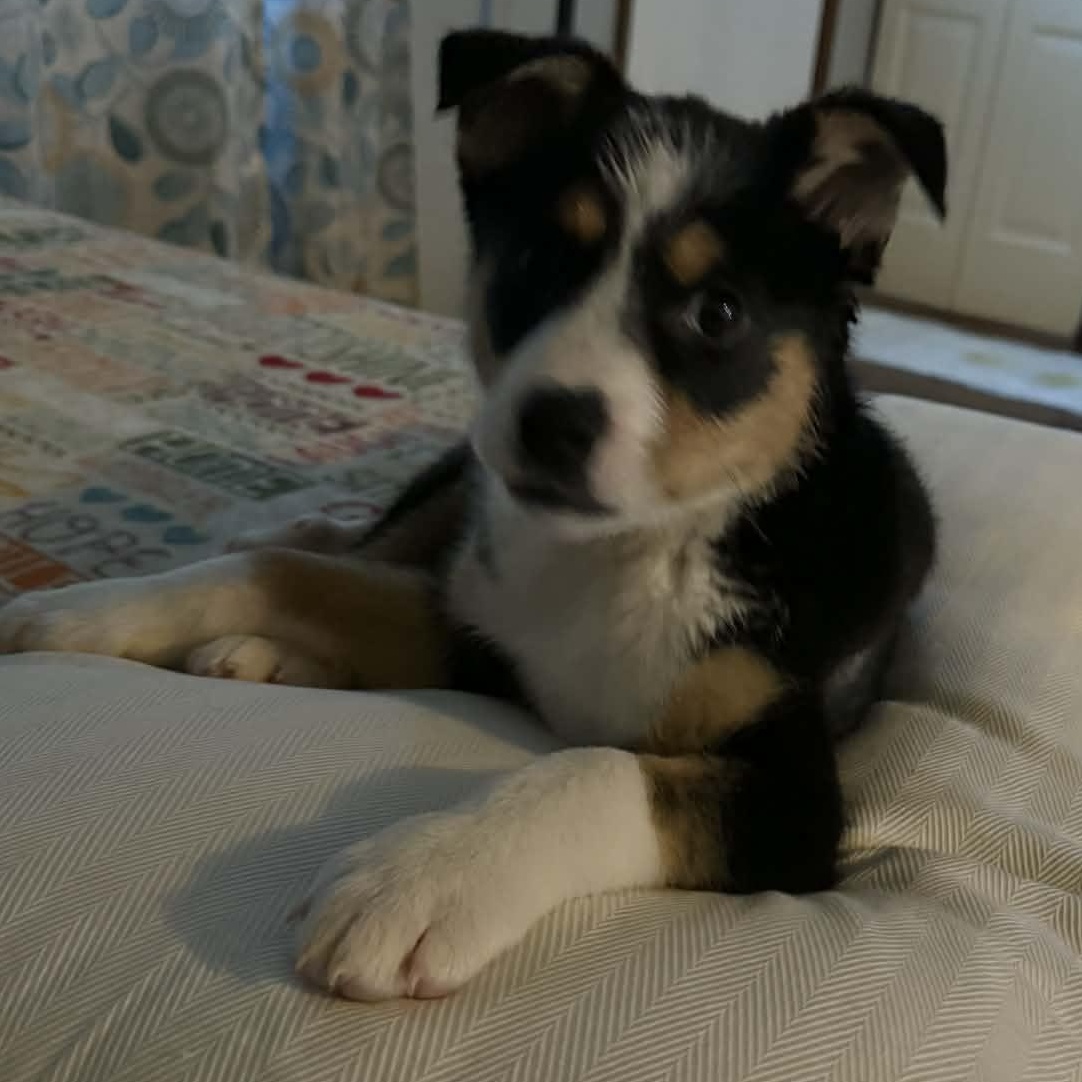 Enlarge Ida, a ADOPTABLE mixed breed in Buffalo, NY image 3/6