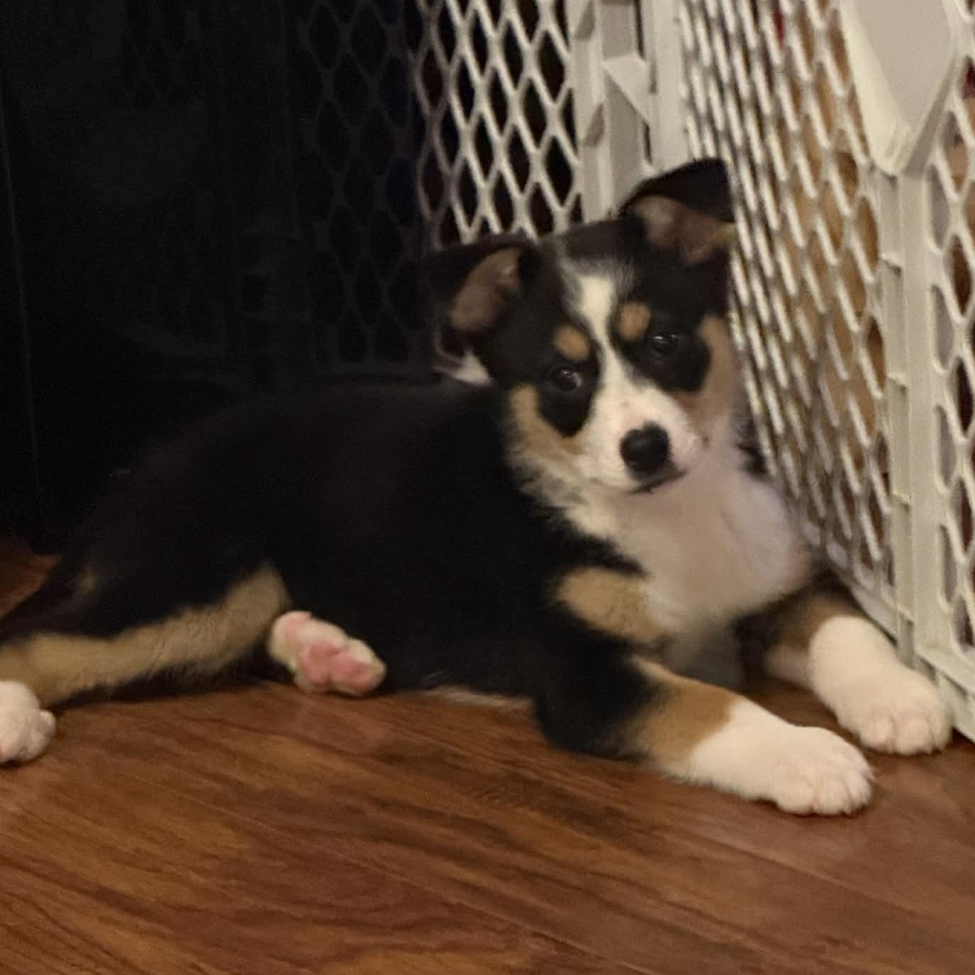 Enlarge Ida, a ADOPTABLE mixed breed in Buffalo, NY image 4/6