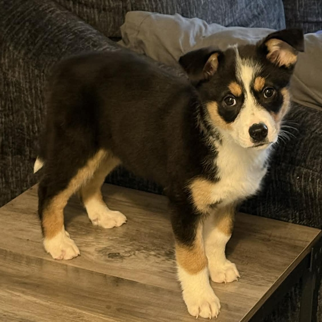 Enlarge Ida, a ADOPTABLE mixed breed in Buffalo, NY image 6/6