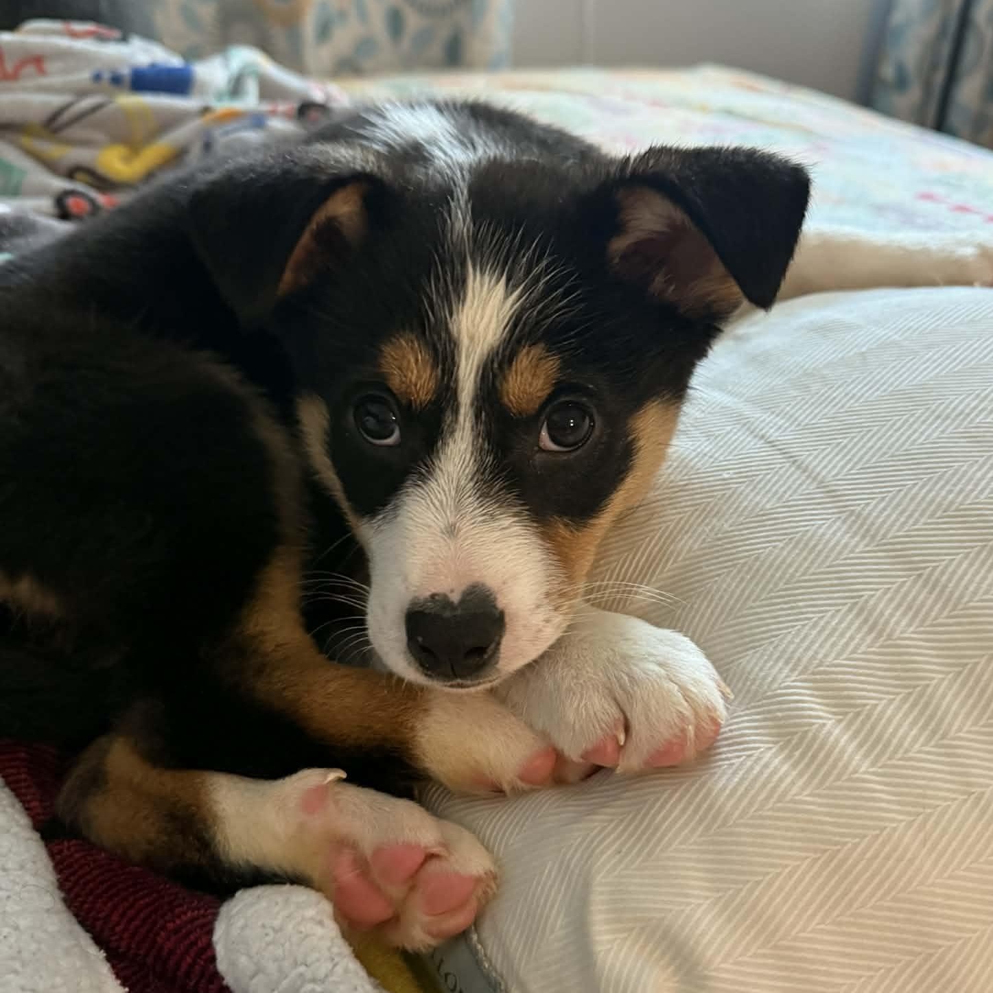 Ida, ADOPTABLE, Puppy Female Australian Shepherd & Labrador Retriever.