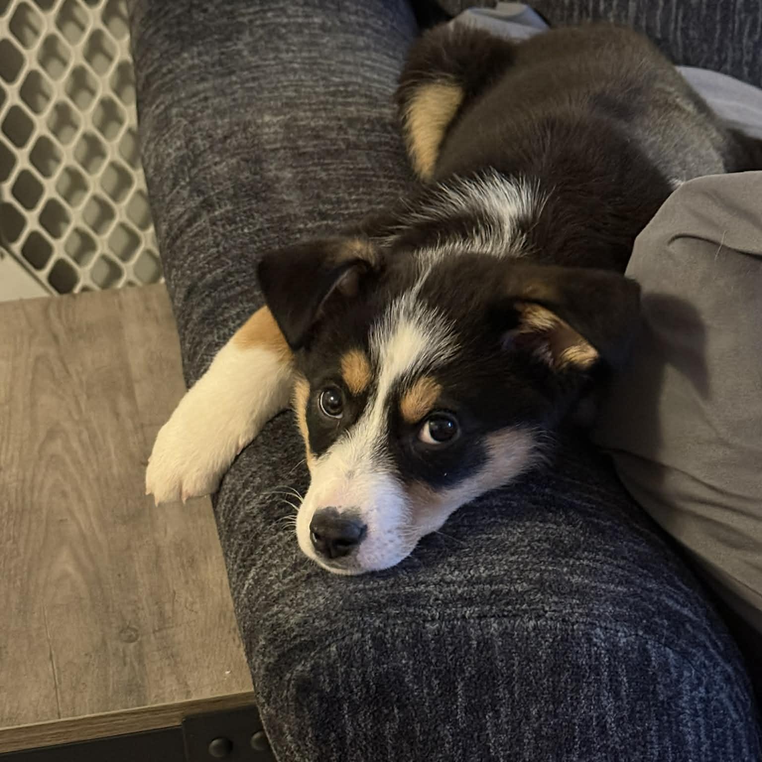 Enlarge Ida, a ADOPTABLE mixed breed in Buffalo, NY image 5/6