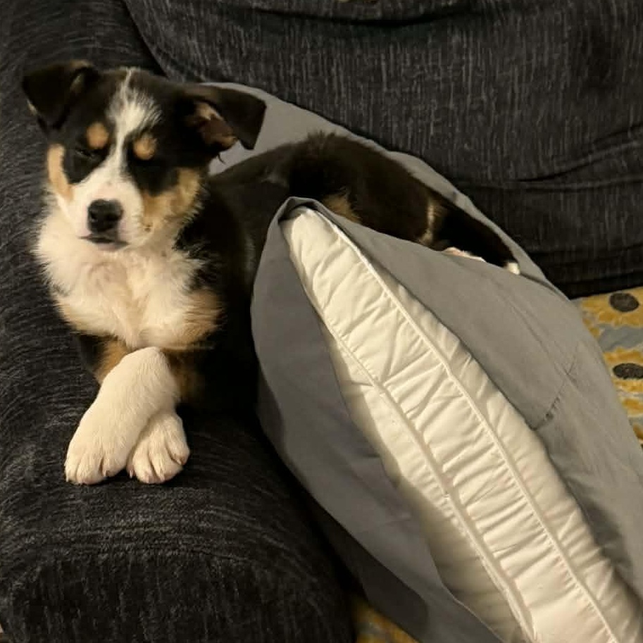 Enlarge Ida, a ADOPTABLE mixed breed in Buffalo, NY image 2/6