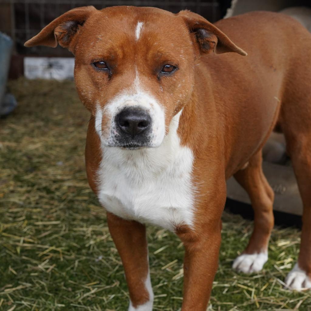 Captain JuM*, a Adoptable mixed breed in Pittsburgh , PA image 4/5