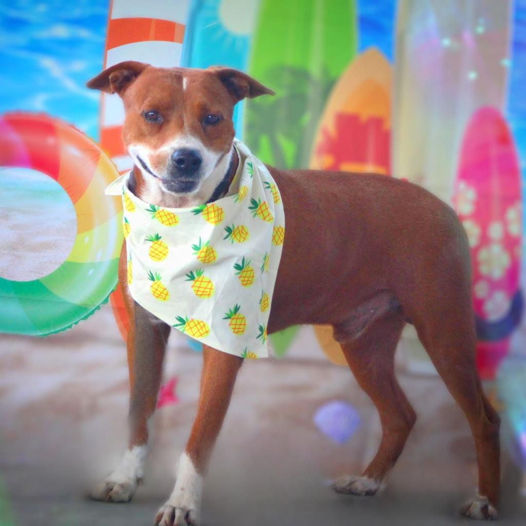 Captain JuM*, a Adoptable mixed breed in Pittsburgh , PA image 2/5