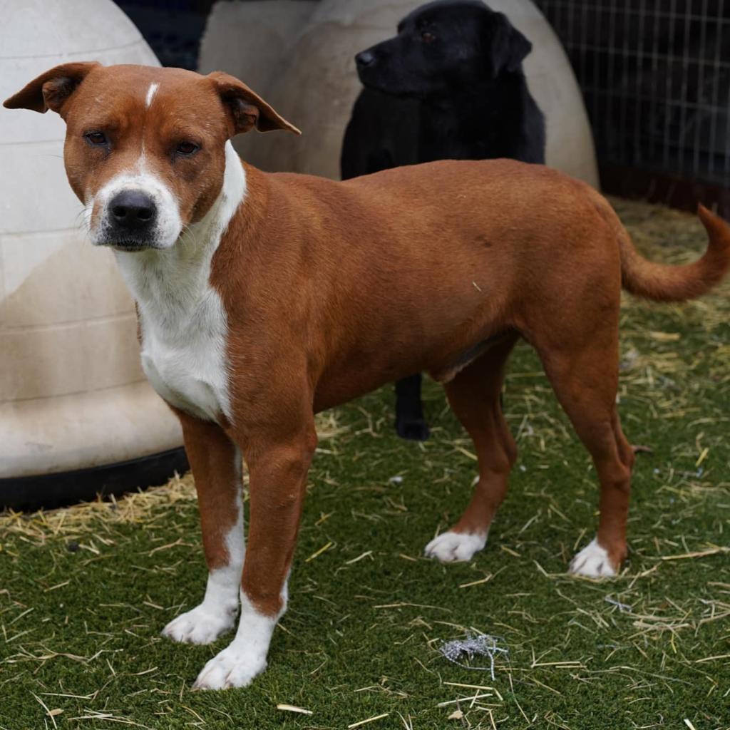 Captain JuM*, a Adoptable mixed breed in Pittsburgh , PA image 5/5