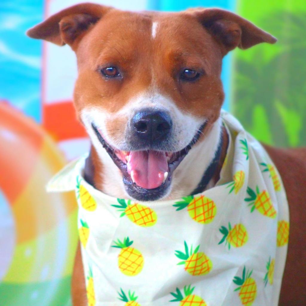 Captain JuM*, a Adoptable mixed breed in Pittsburgh , PA image 1/5