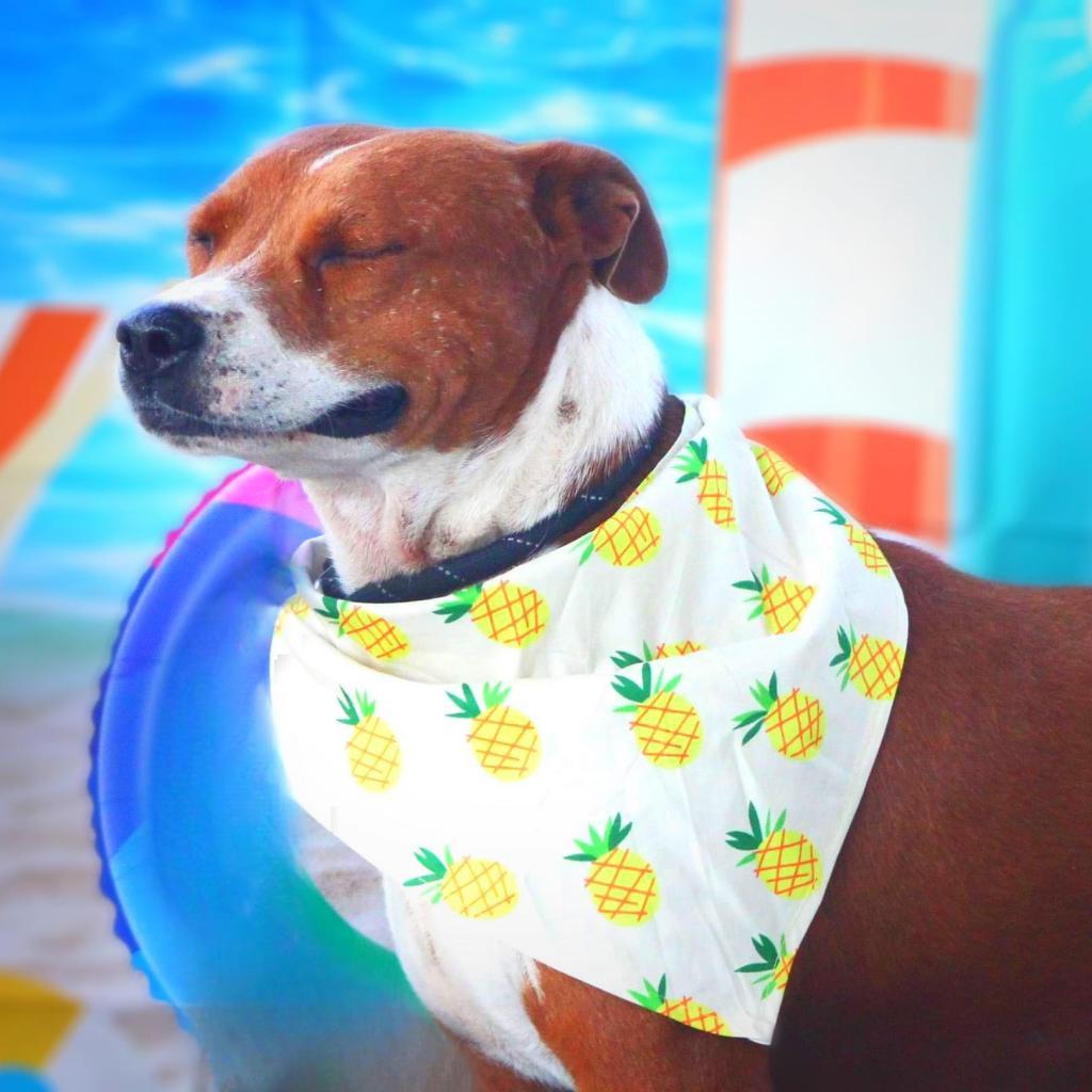 Captain JuM*, a Adoptable mixed breed in Pittsburgh , PA image 3/5