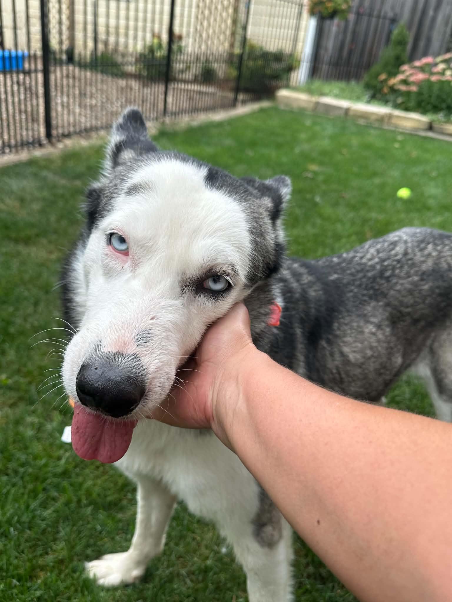 Lolly, Adoptable, Young Female Siberian Husky.