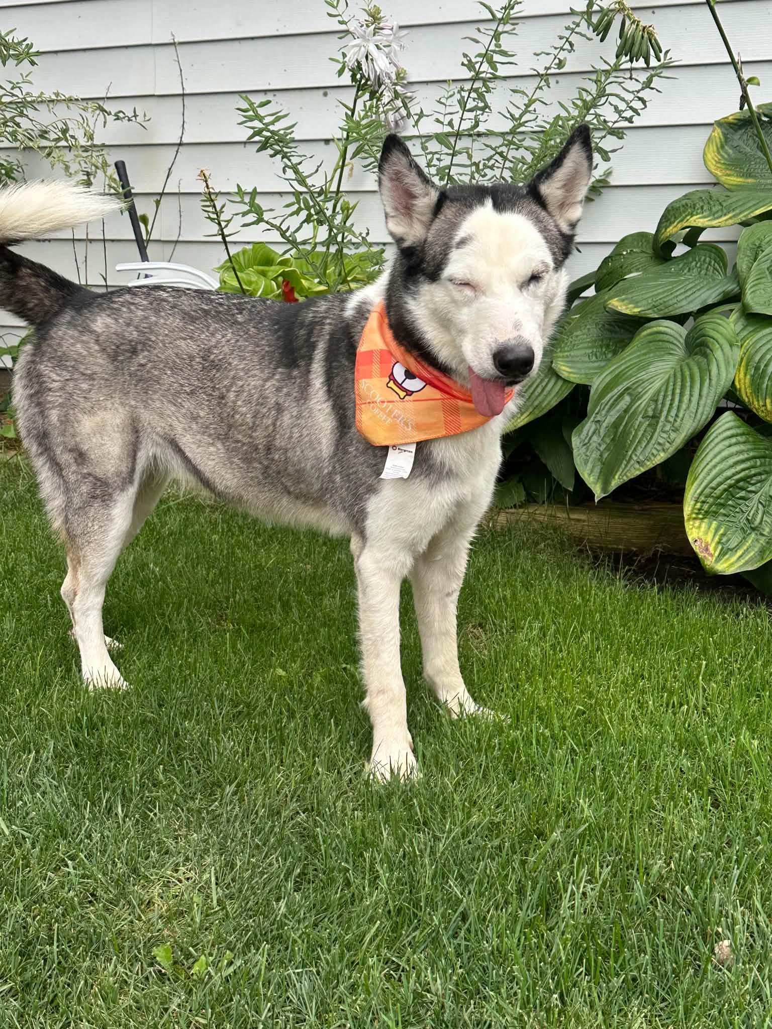 Enlarge Lolly, a Adoptable Siberian Husky in La Motte, IA image 3/6