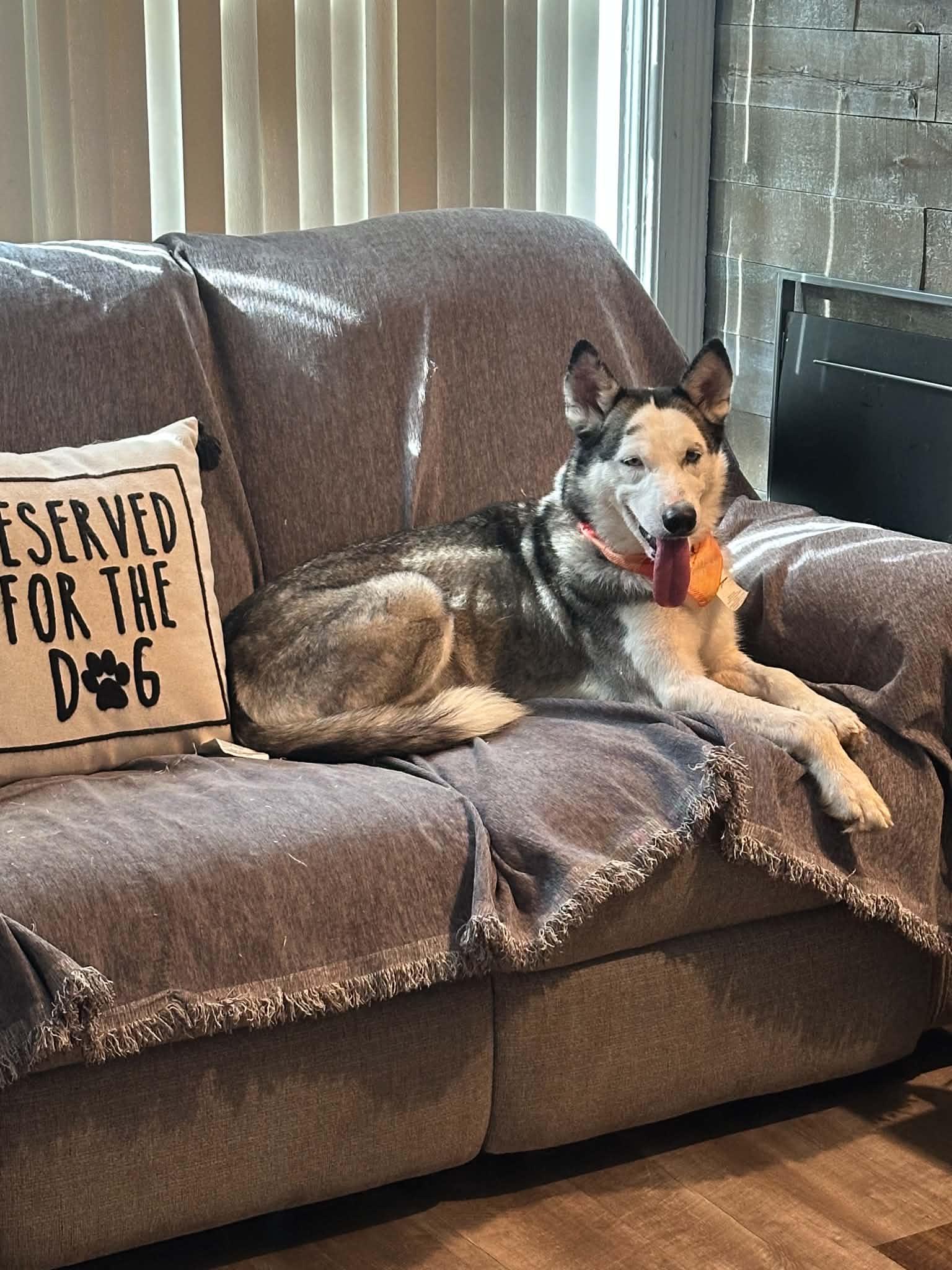 Enlarge Lolly, a Adoptable Siberian Husky in La Motte, IA image 2/6