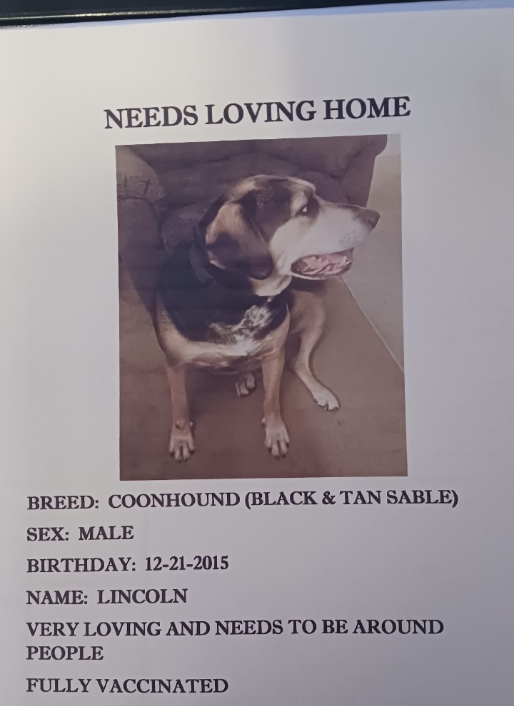 Enlarge Lincoln, a Adoptable mixed breed in Fort Washington, MD image 1/1