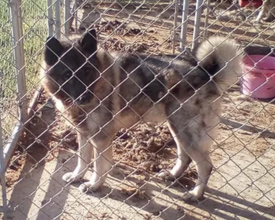 Sheppy, Adoptable, Adult Male Norwegian Buhund.