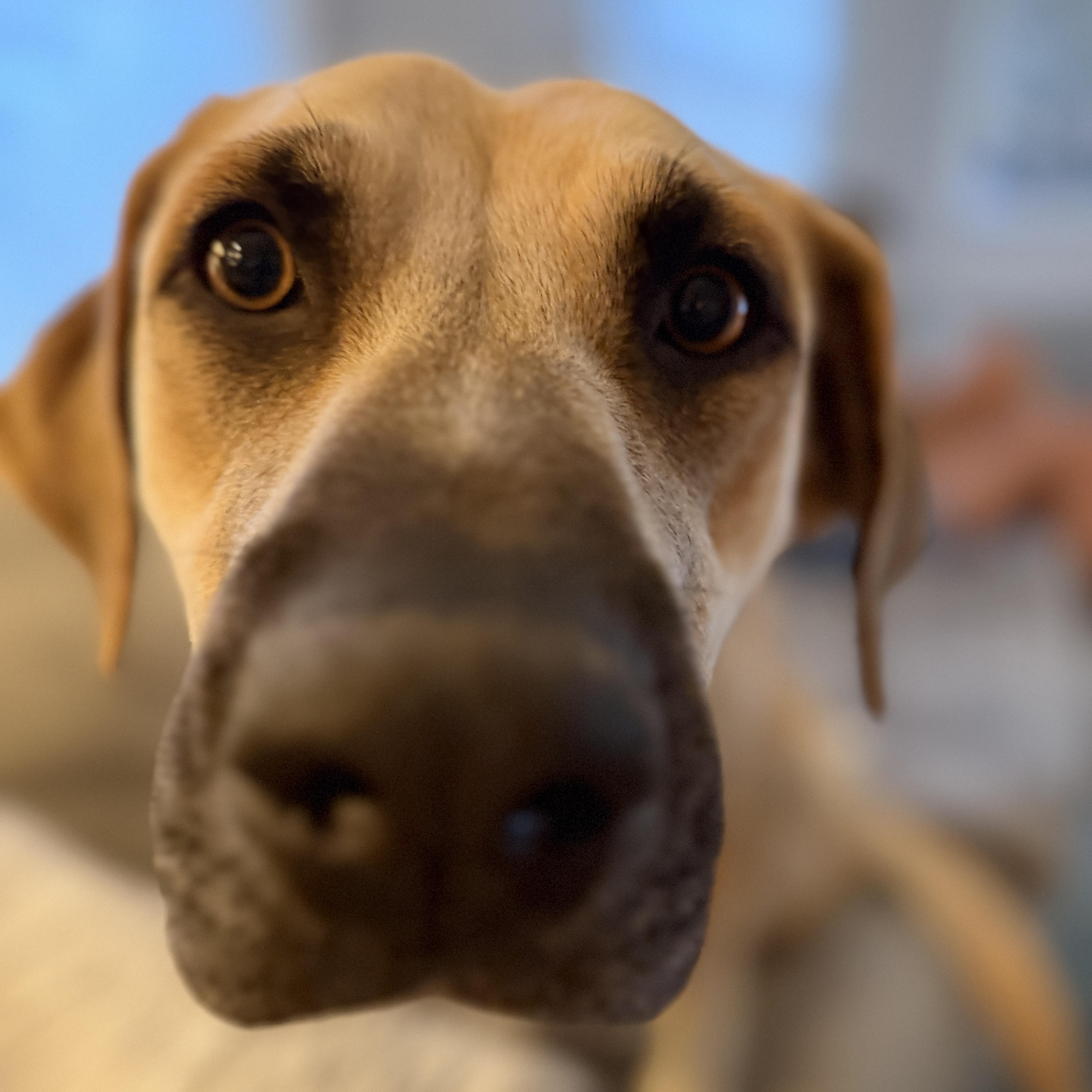 Juliet, a Adoptable mixed breed in Chatham, NJ image 6/6