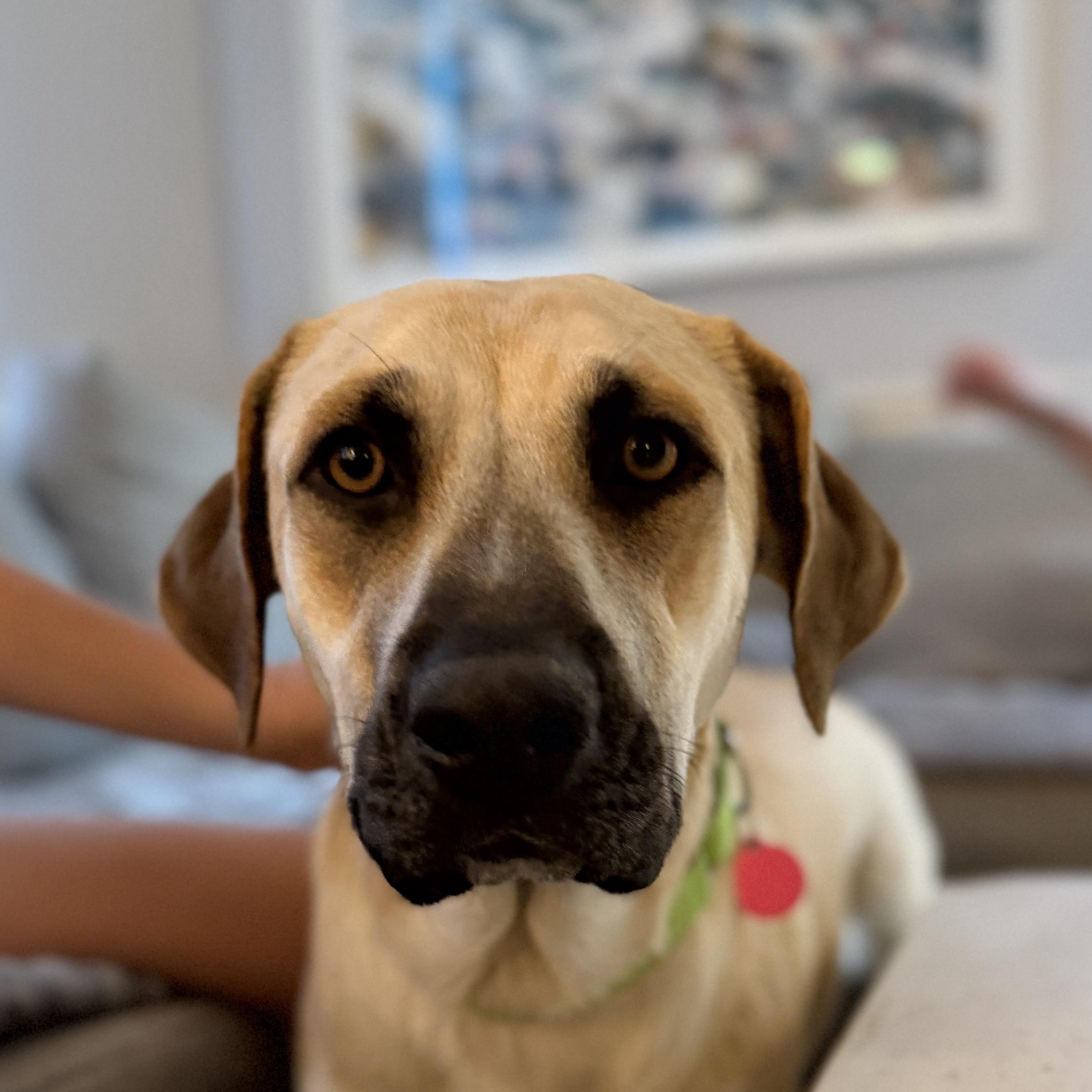 Juliet, a Adoptable mixed breed in Chatham, NJ image 3/6