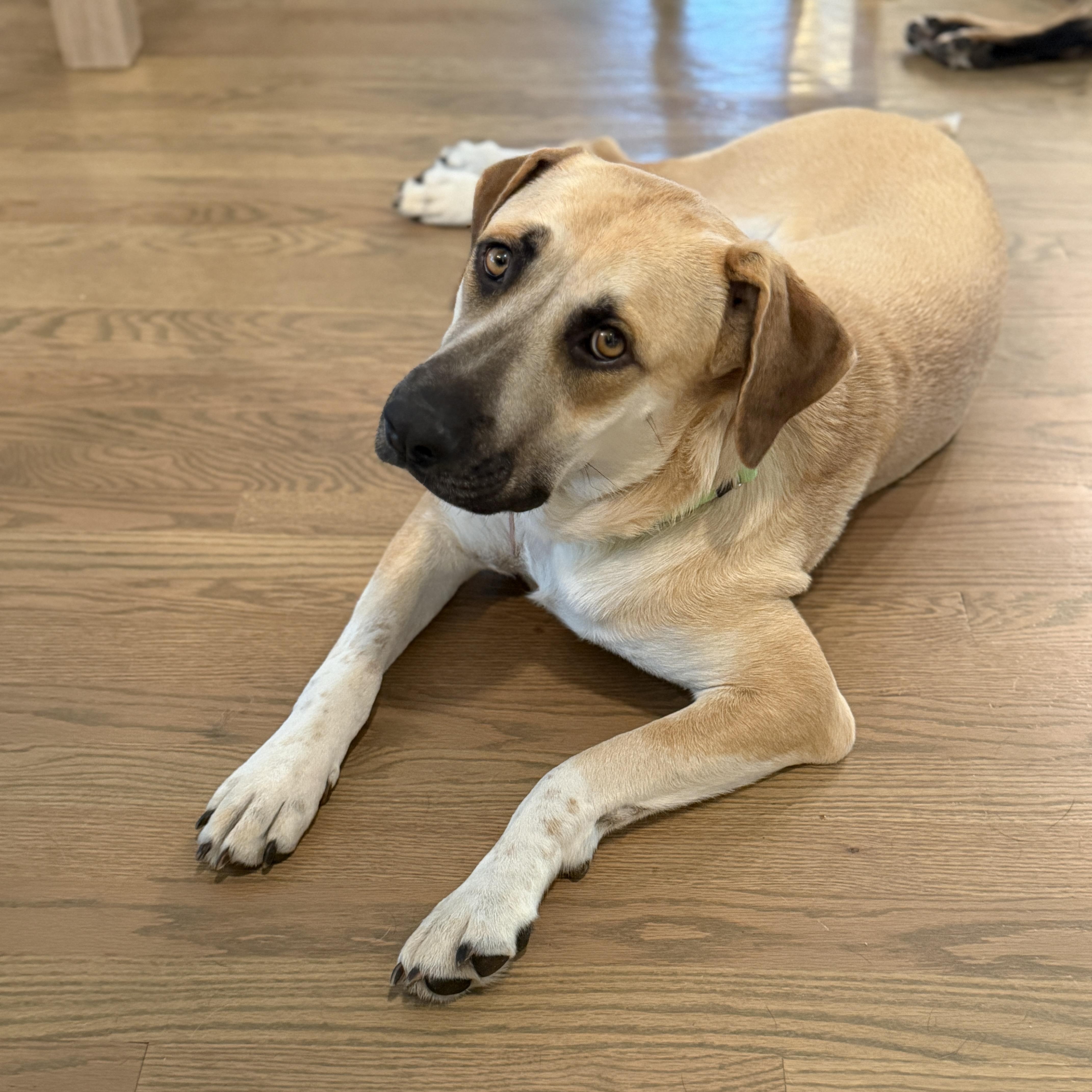 Juliet, Adoptable, Young Female Anatolian Shepherd & Labrador Retriever.