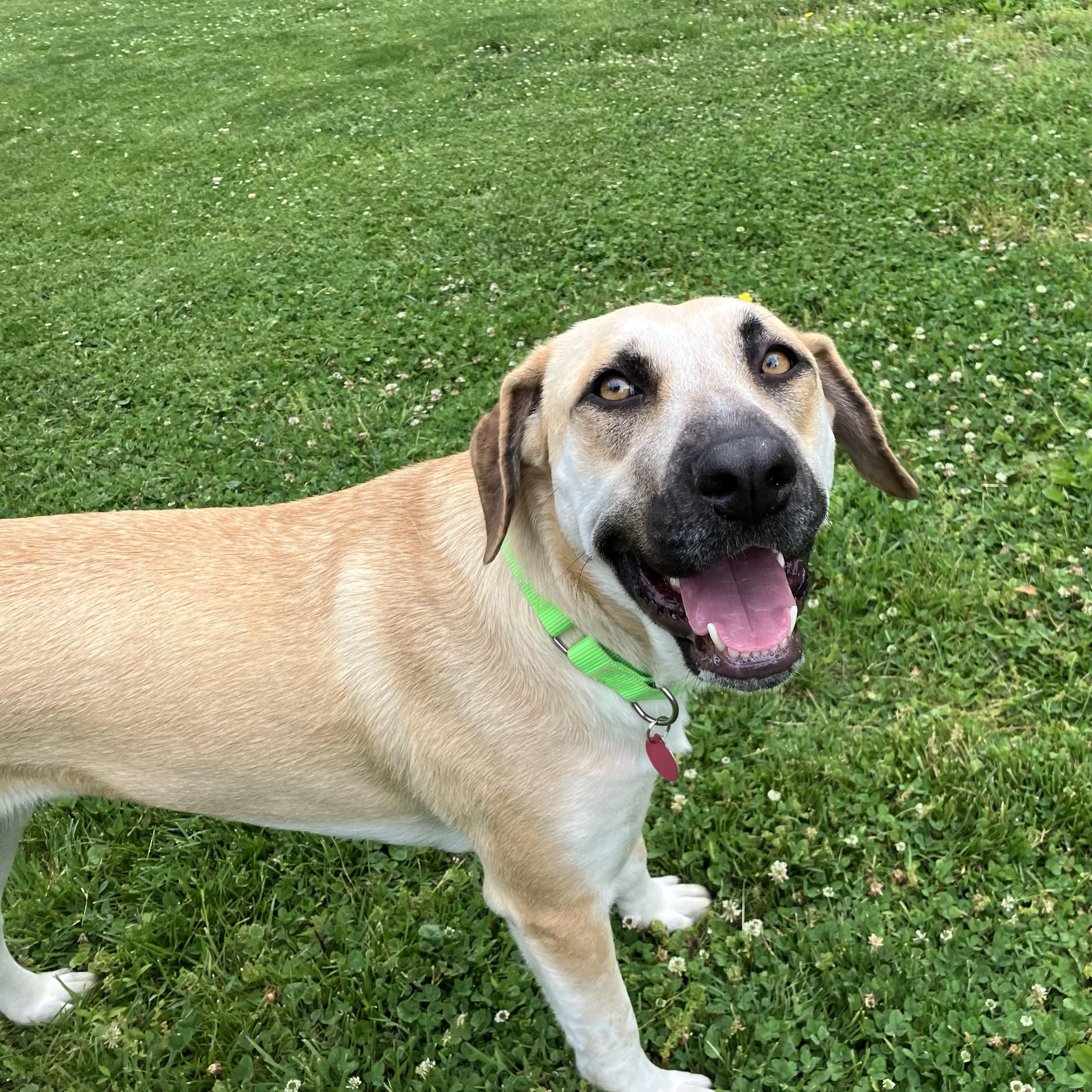 Juliet, a Adoptable mixed breed in Chatham, NJ image 2/6