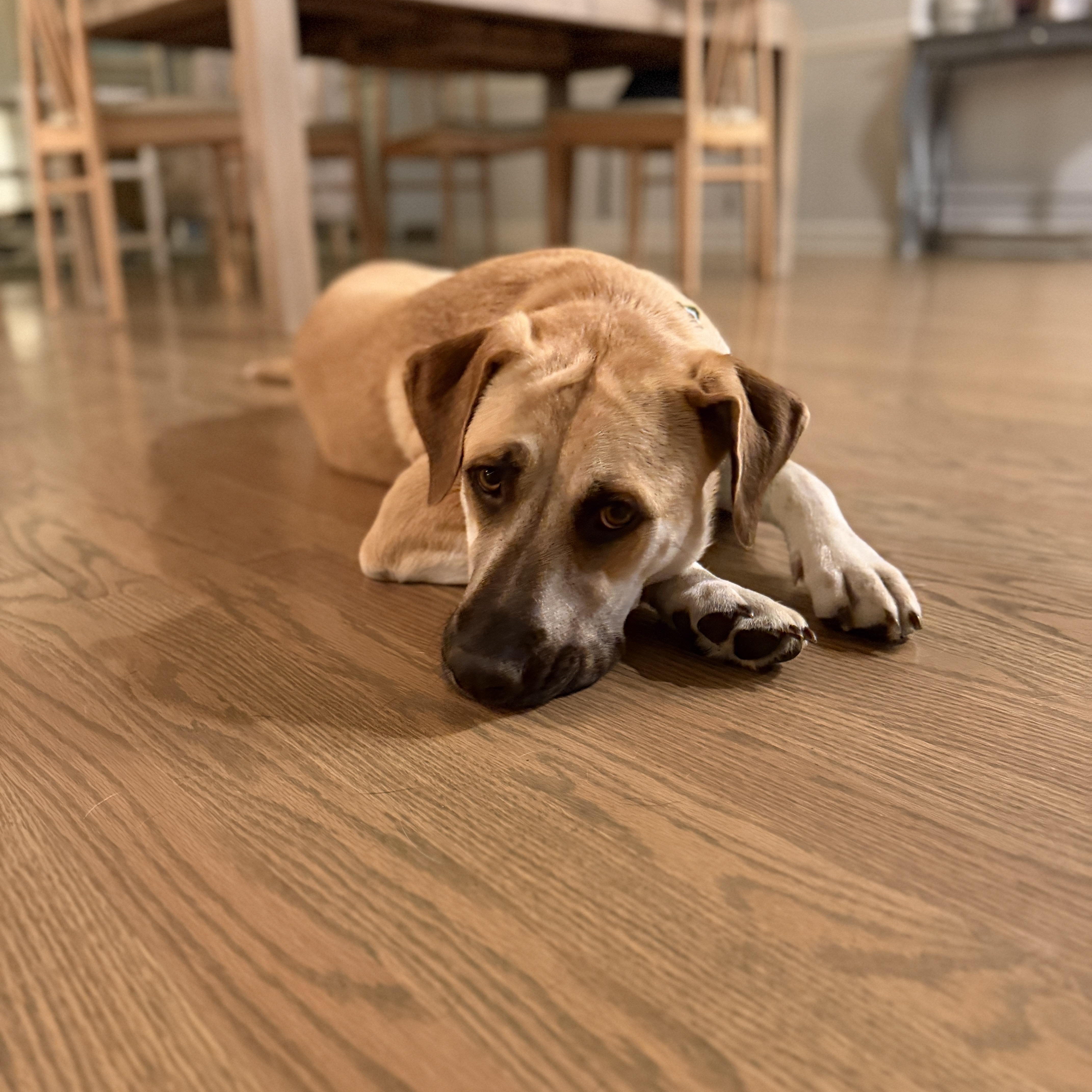 Juliet, a Adoptable mixed breed in Chatham, NJ image 4/6