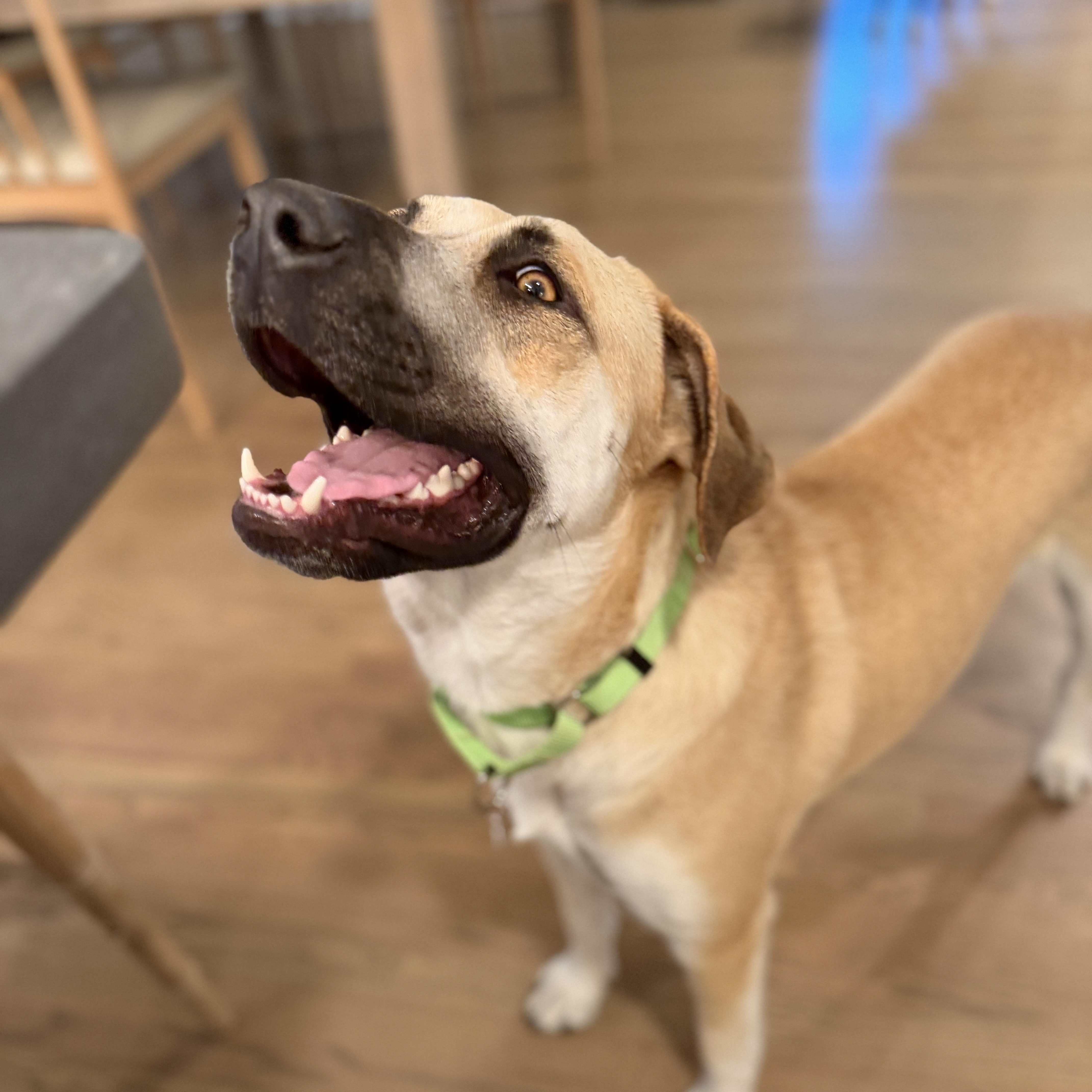 Juliet, a Adoptable mixed breed in Chatham, NJ image 5/6