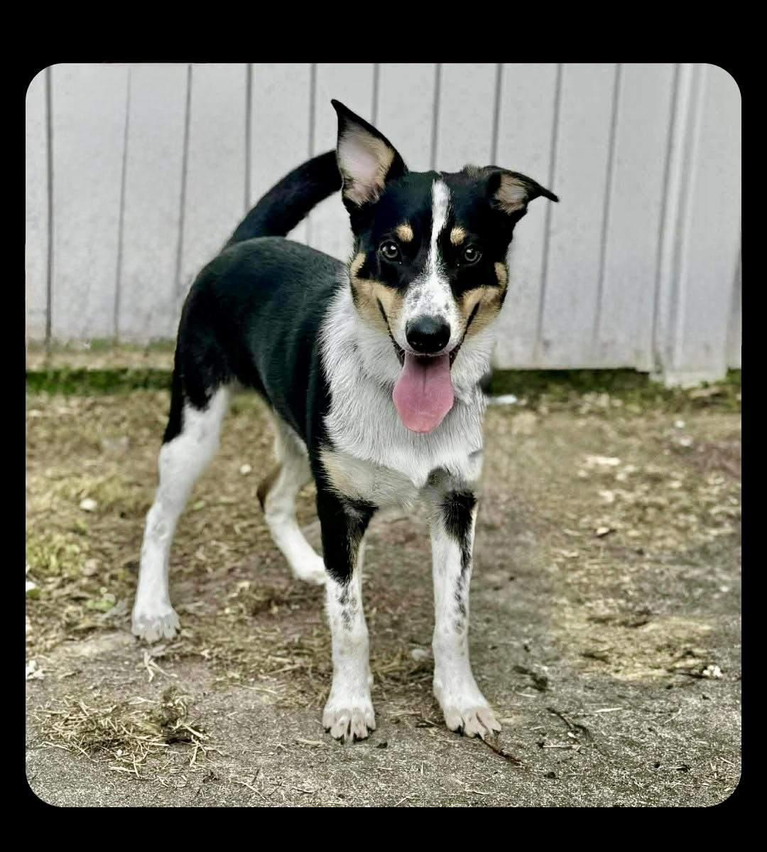 Roscoe